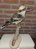 Kookaburra - Taxidermie volledige montage - Dacelo, Verzamelen, Dierenverzamelingen, Nieuw