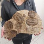 Mega grote trilobieten sterfelijkheidstafel - Fossiele