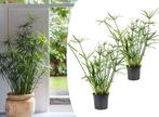 2 Cyperus Paraplu planten, Huis en Inrichting, Kamerplanten, Verzenden