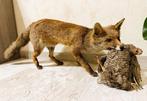 Rode vos Taxidermie volledige montage - Vulpes Vulpes - 36, Nieuw