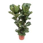 Ficus Lyrata - Ø27cm - 100cm, Verzenden, Nieuw