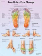 Anatomie poster voetreflexologie (gelamineerd, 50x67 cm) ..., Verzenden, Nieuw