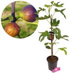 Vijgenboom Ficus carica Grise de tarascon + Po, Tuin en Terras, Planten | Fruitbomen, Volle zon, Verzenden