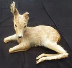 Collectie van 10 Centraal-Europese zoogdieren Taxidermie, Verzamelen, Dierenverzamelingen, Nieuw