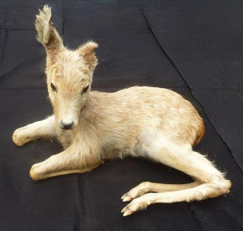 Collectie van 10 Centraal-Europese zoogdieren Taxidermie, Verzamelen, Dierenverzamelingen
