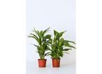 Air So Pure Kamerplanten XL - mix van 2, Huis en Inrichting, Kamerplanten, Verzenden
