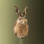 Haas Taxidermie Opgezette Dieren By Max, Ophalen of Verzenden, Nieuw, Wild dier, Opgezet dier