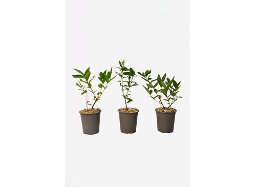Lonicera Kamtchatica honingbes - set van 3, Huis en Inrichting, Kamerplanten, Verzenden