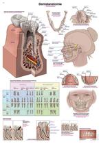 Anatomie poster gebit en tanden (papier, 50x70 cm) + oph..., Nieuw