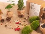 Planten terrarium pakket - Mini-kerstboom - 3 planten -  Nav, Verzenden
