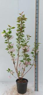 Prunus serrulata Kanzan struik 100-125