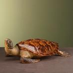 Schildpad Antiek Taxidermie Opgezette Dieren By Max, Verzamelen, Dierenverzamelingen, Ophalen of Verzenden, Nieuw, Reptiel of Amfibie