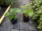 Schildblad Darmera peltata of peltiphyllum peltata P9, Tuin en Terras, Planten | Tuinplanten, Ophalen of Verzenden, Lente, Vaste plant