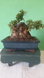 Olijf bonsai (Olea europaea) - Hoogte (boom): 16 cm - Diepte, Antiek en Kunst