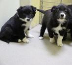 Lieve Border Collie pups te koop!, Parvo, 8 tot 15 weken, Teef, Meerdere