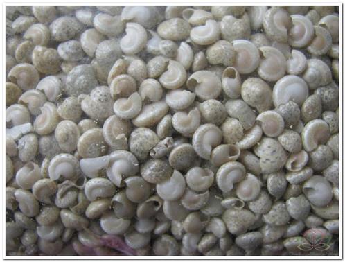 Umbonium light – wit 1 kg kleine platte schelpjes wit, kilo, Hobby en Vrije tijd, Knutselen, Nieuw, Ophalen of Verzenden
