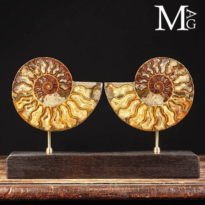 Prehistorische elegantie: Cleoniceras in stukken gesneden -, Verzamelen, Mineralen en Fossielen