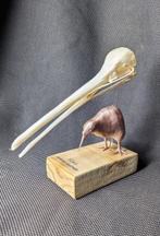 Kiwi Schedel - (Apteryx australis) - Museum Grade Replica -