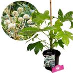 Japanse vingerplant Fatsia japonica Variegata, Tuin en Terras, Planten | Tuinplanten, Verzenden