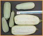 Picnic courgette 250 zaden, Ophalen of Verzenden, Nieuw