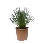 Actie Yucca Rostrata | 60 cm - Ø24cm nu voor 41.95, Tuin en Terras, Verzenden