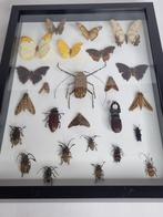 Reuzenkakstoel van de cactus Taxidermie volledige montage -, Nieuw