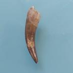 Dinosaurus - Fossiele tand - Plesiosaurus - 45 mm - 15 mm, Verzamelen, Mineralen en Fossielen