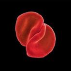 Peter Gabriel - Scratch My Back - CD, Cd's en Dvd's, Verzenden, Nieuw in verpakking