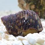 Turbo Brunneus - Turboslak, Dieren en Toebehoren, Ophalen of Verzenden, Nieuw