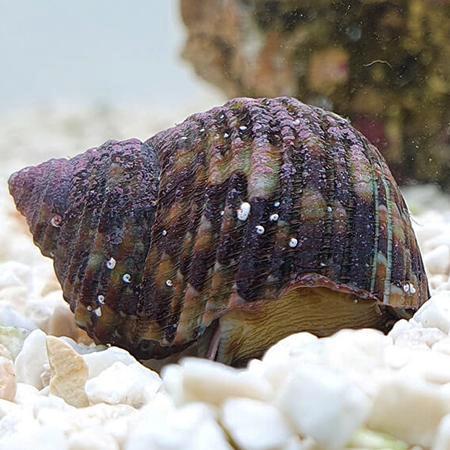 Turbo Brunneus - Turboslak, Dieren en Toebehoren, Vissen | Aquaria en Toebehoren, Ophalen of Verzenden