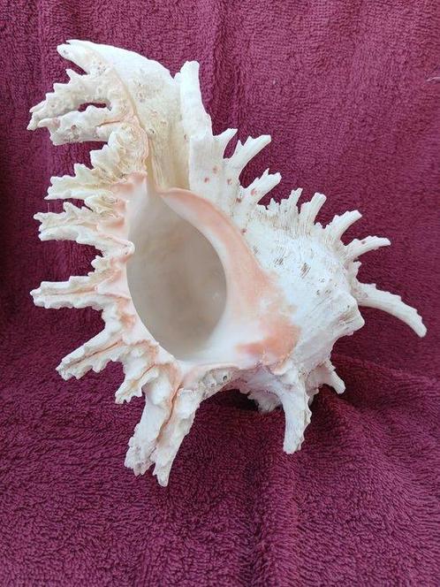 Zeeslak Zeeschelp - Chicoreus Ramosus 23x18x13 (Zonder, Antiek en Kunst, Curiosa en Brocante