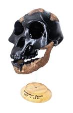 Fossiele schedel - Australopithecus afarensis “Lucy” (AL