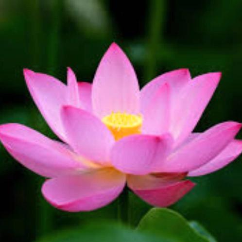 geurolie Lotus voor kaarsen 50ml, Hobby en Vrije tijd, Knutselen, Materiaal, Nieuw, Ophalen of Verzenden