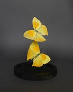 Vlinder Taxidermie volledige montage - Phoebis neocypris -, Antiek en Kunst