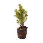 Mini-kerstboom set 6 - Inclusief pot set Madrid - Draadverli, Tuin en Terras, Verzenden