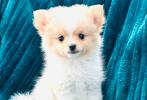 Schattige, gezonde mini pomeranian pomeriaan teefjes, Dieren en Toebehoren, Parvo, Keeshond, 8 tot 15 weken, Teef