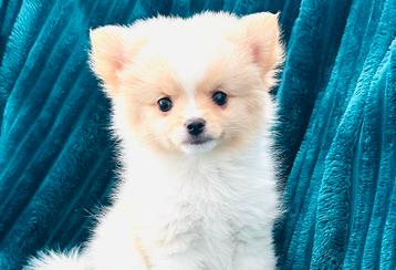 Schattige, gezonde mini pomeranian pomeriaan teefjes beschikbaar voor biedingen