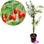 Gojibes, Verzenden, Volle zon