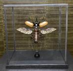 Beauchêne Kever - Eupatorus gracilicornis