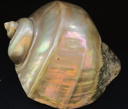 Zeeslak Zeeschelp - turbo marmoratus (Zonder Minimumprijs), Antiek en Kunst, Curiosa en Brocante