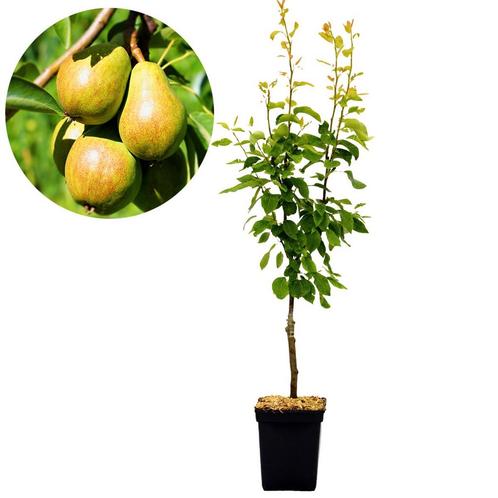 Perenboom Pyrus Communis Williams + Pot 23cm, Tuin en Terras, Planten | Fruitbomen, Volle zon, Verzenden