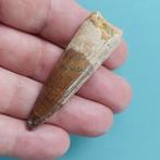 Dinosaurus - Fossiele tand - Spinosaurus aegyptiacus - 60 mm, Verzamelen, Mineralen en Fossielen