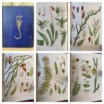 Robert M Stark - History of British Mosses. 16 coloured