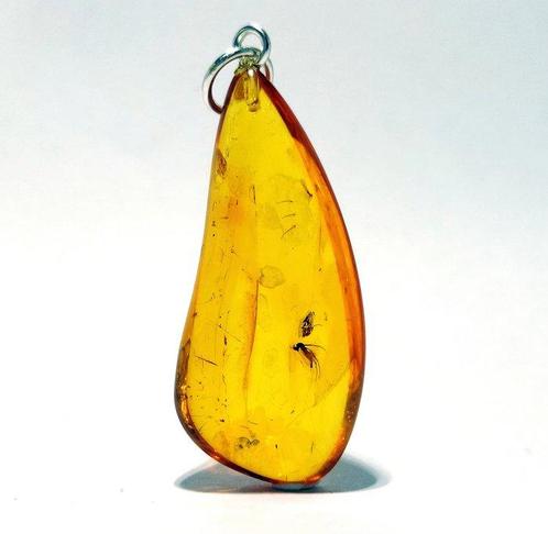 Zeldzame fossiele muskiet + bladhopper in amber –, Verzamelen, Dierenverzamelingen