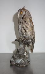 Scops Owl Taxidermie volledige montage - Otus scops (with, Verzamelen, Dierenverzamelingen, Nieuw