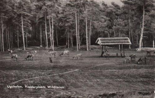 UGCHELEN - Voederplaats Wildtoren, Verzamelen, Ansichtkaarten | Nederland, Verzenden