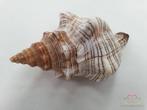 Shell Fasciolara Trapezium 13 cm 5 stuks Schelpen, Hobby en Vrije tijd, Knutselen, Ophalen of Verzenden, Nieuw