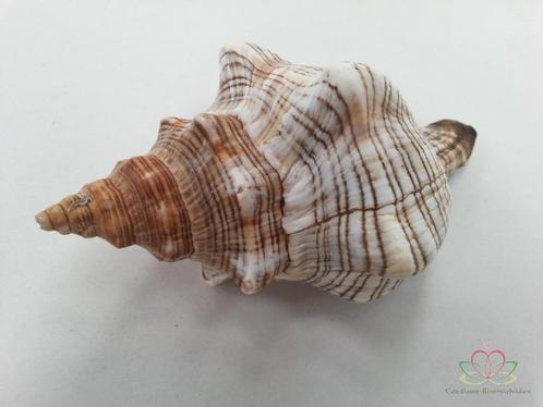 Shell Fasciolara Trapezium 13 cm 5 stuks Schelpen, Hobby en Vrije tijd, Knutselen, Nieuw, Ophalen of Verzenden