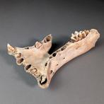 Malagassische nijlpaard - Fossiel bot - Hippopotamus