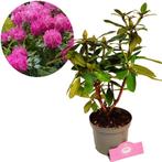 Rhododendron Germania Roze bloemen + Pot 14cm, Verzenden